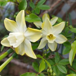 スイセン,水仙,スイセンタリア,芳香水仙ピピット,ユリ八重咲きの画像