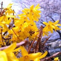 サクラ,サクラ,バイモ,ユキヤナギ,レンギョウの画像