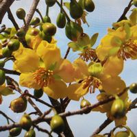 ツルウメモドキの画像