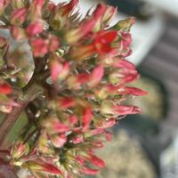 セリンセマヨール,火祭り,アエオニウム 艶姿,カランコエポエール,アエオニウムの花.の画像