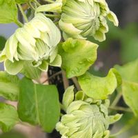 クレマチス,バジル,クレマチス　千の風の画像