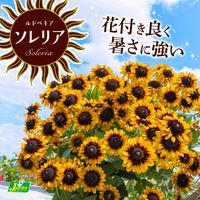 ルドベキア,カネコ種苗,ソレリアの画像