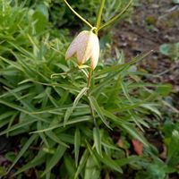 バイモ,アミガサユリ,実家の庭,岩手県,庭の画像