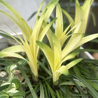 ヤブラン,斑入りヤブラン,観葉植物,斑入り。,曙斑の画像