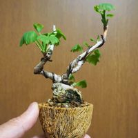 イチョウ,イチョウ,イチョウ,ぼくモル鉢,盆栽の画像