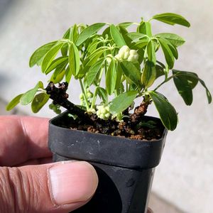 五葉アケビ,盆栽,ミニ盆栽,盆栽苗木,まめ盆栽の画像