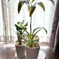 シンゴニウム,ドラセナ,タビビトノキ,シンゴニウム・シュリンクハート,観葉植物の画像