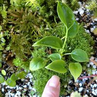 アンスリウム,ユキノシタ,ハクモクレン,苔テラリウム,つぶやきの画像