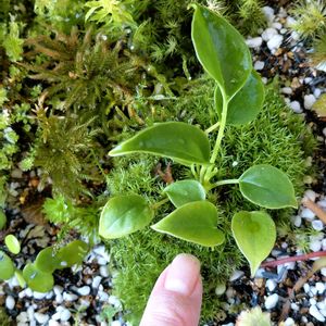 アンスリウム,ユキノシタ,ハクモクレン,苔テラリウム,つぶやきの画像