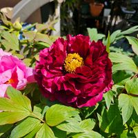 ぼたん(牡丹）,鉢植え,お花,花のある暮らし,庭の画像