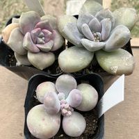 星美人,見返り美人,パープルデライト,ユーフォルビア属,アロエ原種の画像