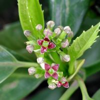 アオキ,アオキの雌花,アオキの雄花,散歩コース,GSに感謝。の画像