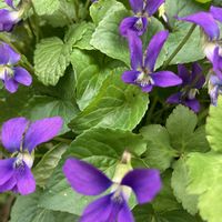 ガマズミ,ニオイスミレ,ビロードモウズイカ,クラリーセージ ,ノハラムラサキの画像