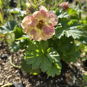 ガーデンシクラメン,ゲウムプリティコートピーチ,ナチュラルガーデン,春の庭の画像