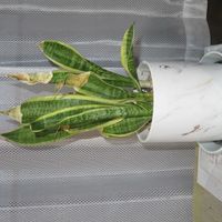 サンスベリア,サンスベリア・コンパクタ,観葉植物,新芽,癒しの画像