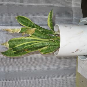 サンスベリア,サンスベリア・コンパクタ,観葉植物,新芽,癒しの画像