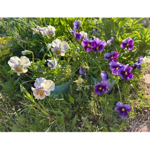 ナチュラルガーデン,春の庭,ヴィオラ　リュクスラパン,ヴィオラ　リュクスアンティークの画像