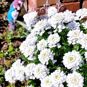 地植え,かわいいな♡,成長が楽しみ,お花好き,すてき…♡の画像