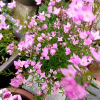 ボロニアピナータ,✨今日のお花✨,可憐,嬉しいな,親バカの画像