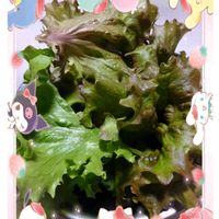 サニーレタス,プランター栽培,グリーンリーフ,庭からの恵み,種蒔きからの栽培の画像