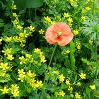 ナガミヒナゲシ,キツネノボタンの画像