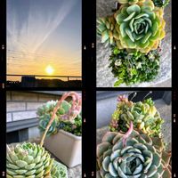 多肉植物,花芽,可愛い,元気！,もりもり多肉の画像