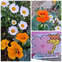 キンレンカ,ナスタチューム,黄色い花,いつもありがとう♡,꒰ღ˘◡˘ற꒱かわゅ~の画像