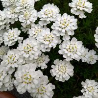 イベリス,イベリス,イベリス,我が家のお花,おうち園芸の画像