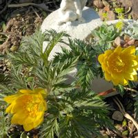 オキナグサ,ヒマラヤユキノシタ,フクジュソウ,ムスカリ,山野草の画像