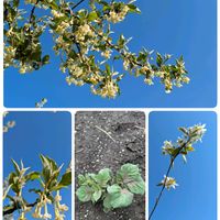 ジャガイモ,グミ,自家製野菜,家庭菜園の画像