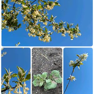 ジャガイモ,グミ,自家製野菜,家庭菜園の画像