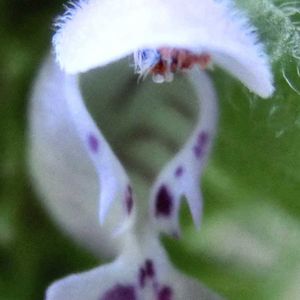 雑草,花言葉,山野草,花のある暮らし,春の庭の画像