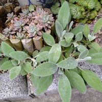 ラムズイヤー,多肉植物いろいろ,多肉植物,多肉寄せ植え,お庭の植物の画像