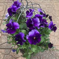 エリカ,カレックス,キンギョソウ,パンジー・ビオラ,パンジーの画像