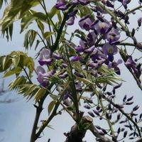 フジ,フジの画像