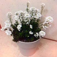 イベリス,鉢植え,初心者,白い花,花のある暮らしの画像
