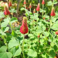 ストロベリーキャンドル,ストロベリートーチの画像