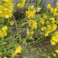 カブ,金町小蕪,金町小蕪,アサヒ農園の画像