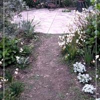 スパラキシス,フェンネル,フェンネル,レモングラス,レモングラスの画像