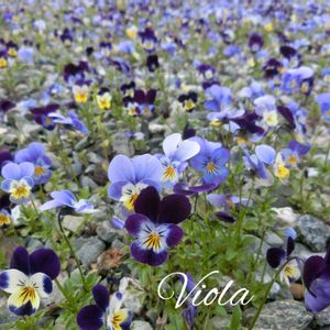 ビオラ,ガーデニング,ナチュラルガーデン,春の庭,こぼれダネの画像