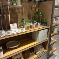 ネオレゲリア・ファイヤーボール,観葉植物,ネオレゲリア,インテリアグリーン,観葉植物のある暮らしの画像