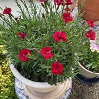 ゲラニウム,ミント,九条ネギ,絹さや,ストロベリーミントの画像