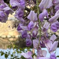 フジ,２０２０年５月同期,せせらぎ遊歩道,愛しの紫の画像