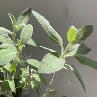 セージ,コモンセージの画像