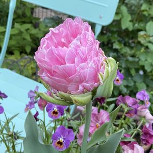 フロックス,シラー・ペルビアナ,スイートピー　ニンバス,チューリップ ストロベリークリーム,球根の画像