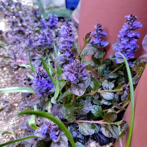 アジュガ,シラー,ビオラ,オルレア,シラー・カンパニュラータの画像