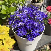 サイネリア,セネッティ　ロイヤルブルー,花のある暮らし,セネッティ,青い花マニアの画像