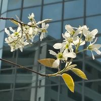 ジューンベリー,白い花,樹木,植え込み,木に咲く花の画像