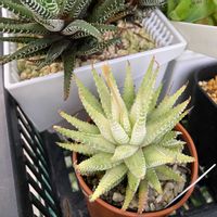 十二の巻,白蝶,多肉植物,ハオルチア属,多肉植物とサボテンの画像