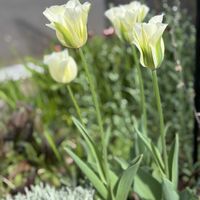 オオデマリ,オモダカ,チューリップ,チューリップ・スプリンググリーン,球根植物の画像